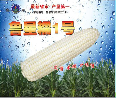 玉米新品種魯星糯1號通過國家審定